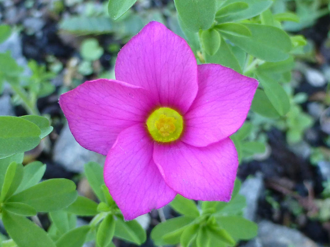 Oxalis hirta photo
